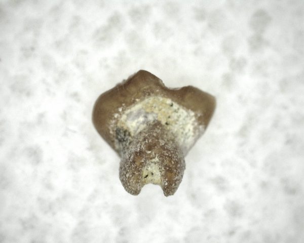 Dasyatis 'Ray Tooth #12 - Image 2