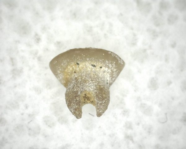 Dasyatis 'Ray Tooth #1 - Image 2