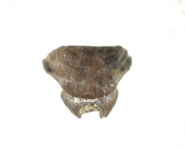 Dasyatis 'Ray Tooth #4 - Image 2