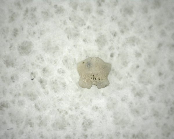 Mobula 'Ray Tooth #14 - Image 2