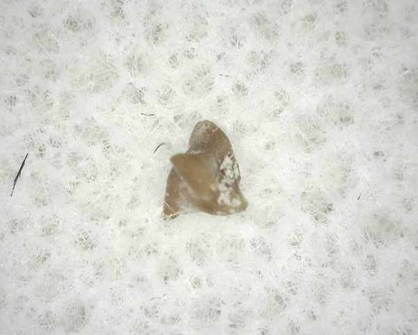 Mobula 'Ray Tooth #3 - Image 2