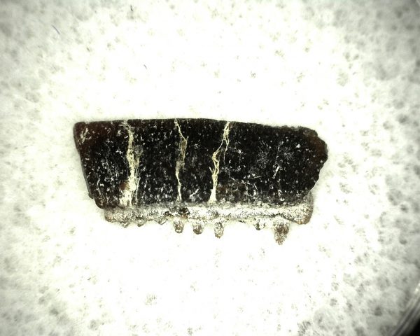 Myliobatis 'Ray Tooth #14 - Image 2