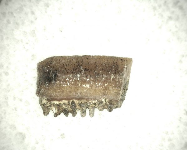 Myliobatis 'Ray Tooth #19 - Image 2