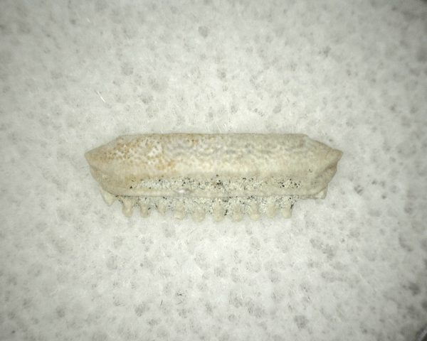 Myliobatis 'Ray Tooth #32 - Image 2