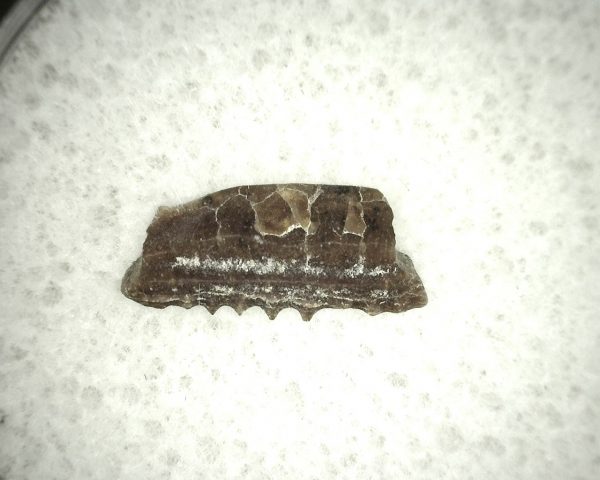 Myliobatis 'Ray Tooth #44 - Image 2