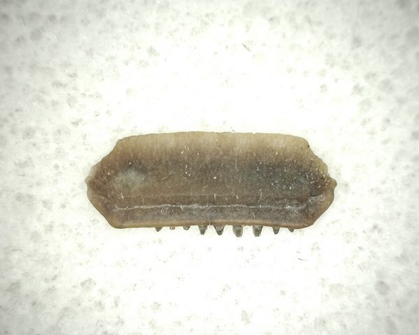 Myliobatis 'Ray Tooth #4 - Image 2