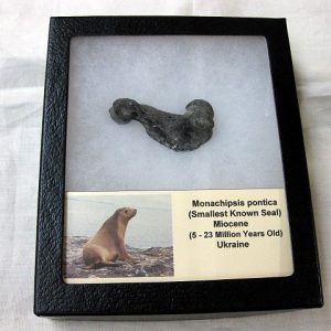 Genuine Miocene Monachipsis Seal Bone From Ukraine For Sale #3