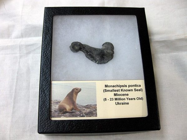 Genuine Miocene Monachipsis Seal Bone From Ukraine For Sale #3