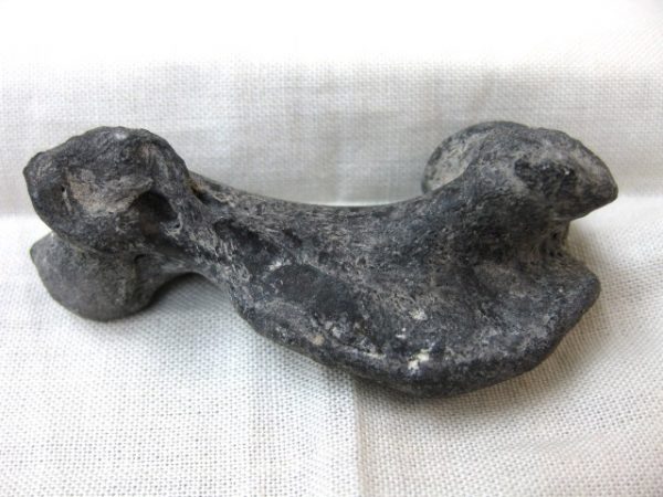 Genuine Miocene Monachipsis Seal Bone From Ukraine For Sale #3a