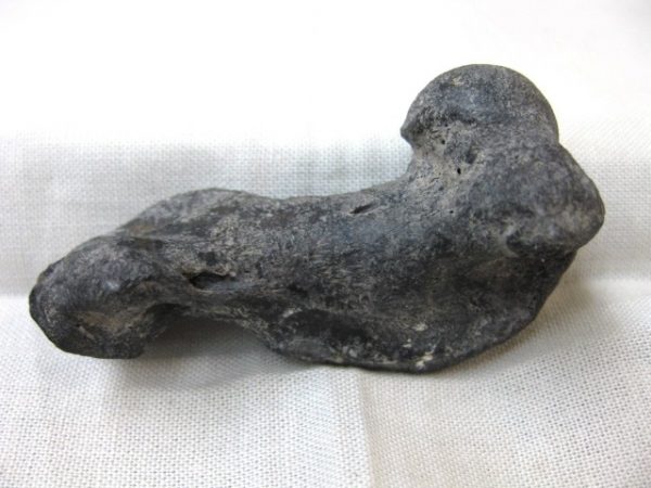 Genuine Miocene Monachipsis Seal Bone From Ukraine For Sale #3b