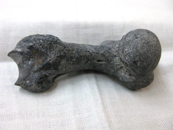 Genuine Miocene Monachipsis Seal Bone From Ukraine For Sale #3c