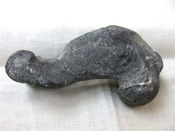 Genuine Miocene Monachipsis Seal Bone From Ukraine For Sale #3d