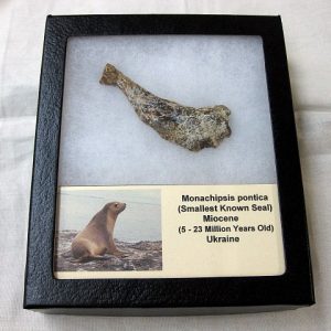 Genuine Miocene Monachipsis Seal Bone From Ukraine For Sale #4