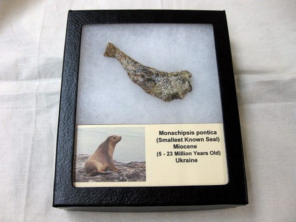 Genuine Miocene Monachipsis Seal Bone From Ukraine For Sale #4