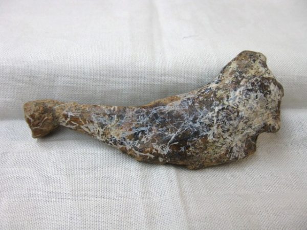 Genuine Miocene Monachipsis Seal Bone From Ukraine For Sale #4a