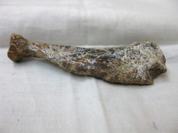 Genuine Miocene Monachipsis Seal Bone From Ukraine For Sale #4b