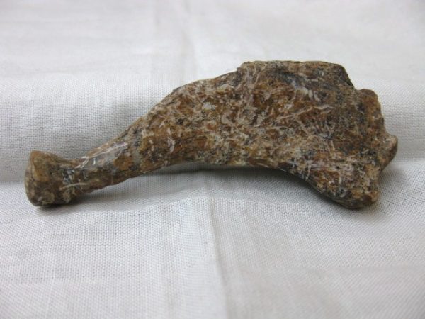 Genuine Miocene Monachipsis Seal Bone From Ukraine For Sale #4c