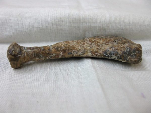 Genuine Miocene Monachipsis Seal Bone From Ukraine For Sale #4d