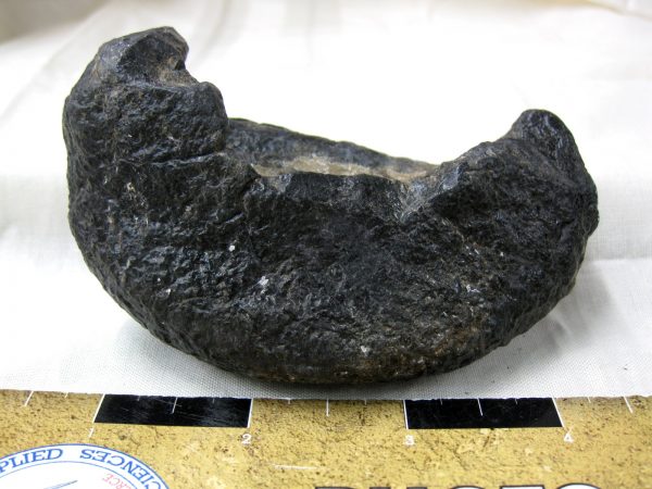 Genuine Miocene Age Whale Ear Bone from South Carolina for Sale #10