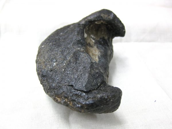 Genuine Miocene Age Whale Ear Bone from South Carolina for Sale #10c