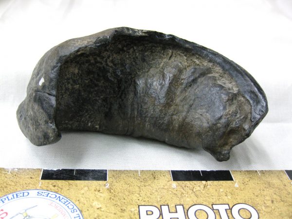 Genuine Miocene Age Whale Ear Bone from South Carolina for Sale #11