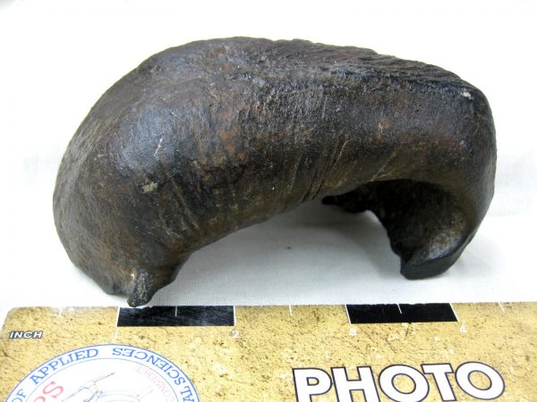 Genuine Miocene Age Whale Ear Bone from South Carolina for Sale #11a