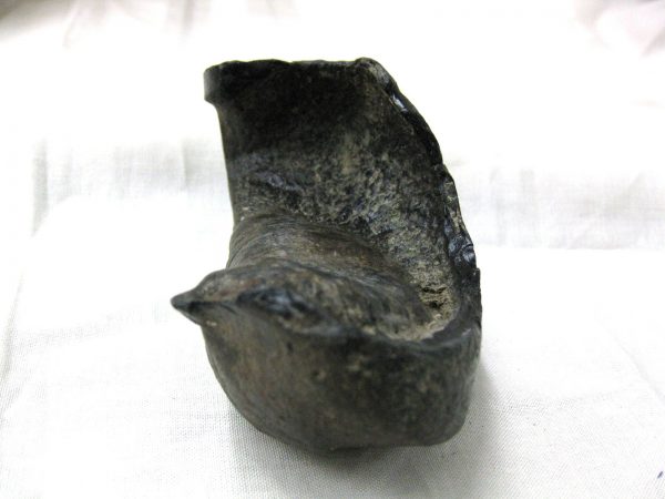 Genuine Miocene Age Whale Ear Bone from South Carolina for Sale #11b