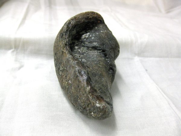 Genuine Miocene Age Whale Ear Bone from South Carolina for Sale #1b