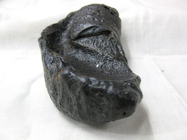 Genuine Miocene Age Whale Ear Bone from South Carolina for Sale #2b