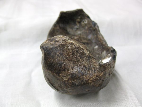 Genuine Miocene Age Whale Ear Bone from South Carolina for Sale #3b