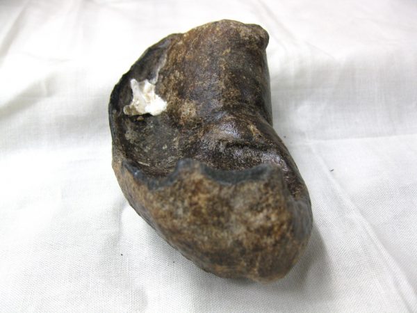 Genuine Miocene Age Whale Ear Bone from South Carolina for Sale #3c