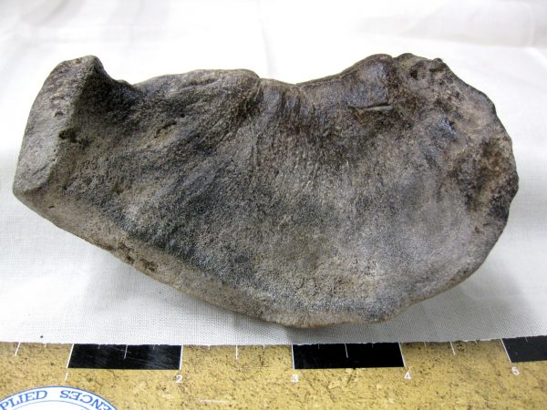 Genuine Miocene Age Whale Ear Bone from South Carolina for Sale #4