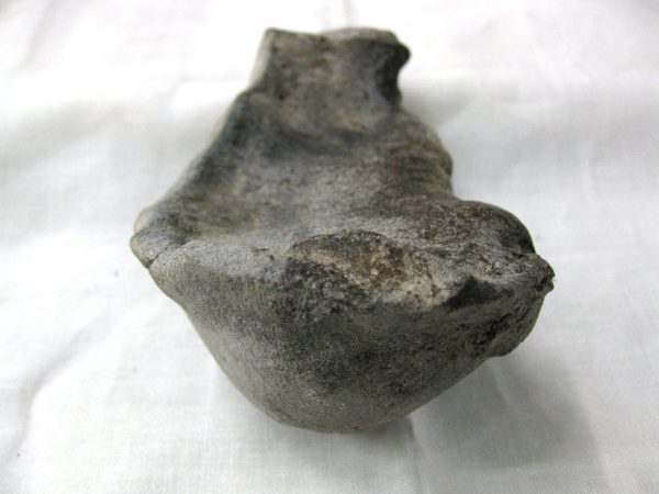 Genuine Miocene Age Whale Ear Bone from South Carolina for Sale #4b