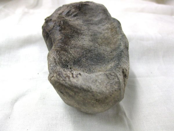 Genuine Miocene Age Whale Ear Bone from South Carolina for Sale #4c