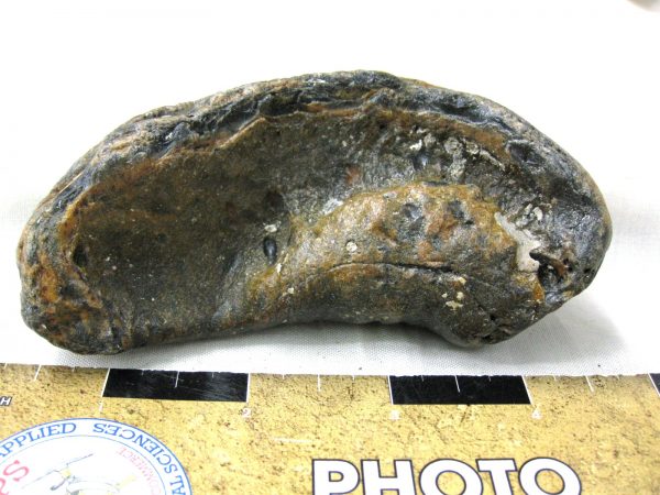 Genuine Miocene Age Whale Ear Bone from South Carolina for Sale #6