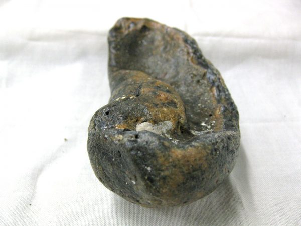 Genuine Miocene Age Whale Ear Bone from South Carolina for Sale #6b