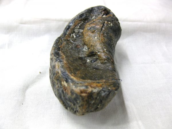 Genuine Miocene Age Whale Ear Bone from South Carolina for Sale #6c