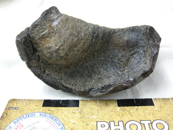 Genuine Miocene Age Whale Ear Bone from South Carolina for Sale #7