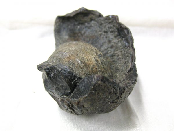 Genuine Miocene Age Whale Ear Bone from South Carolina for Sale #7b