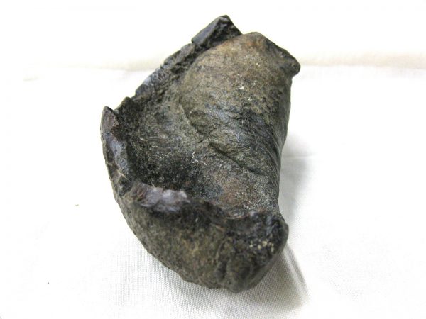 Genuine Miocene Age Whale Ear Bone from South Carolina for Sale #7c