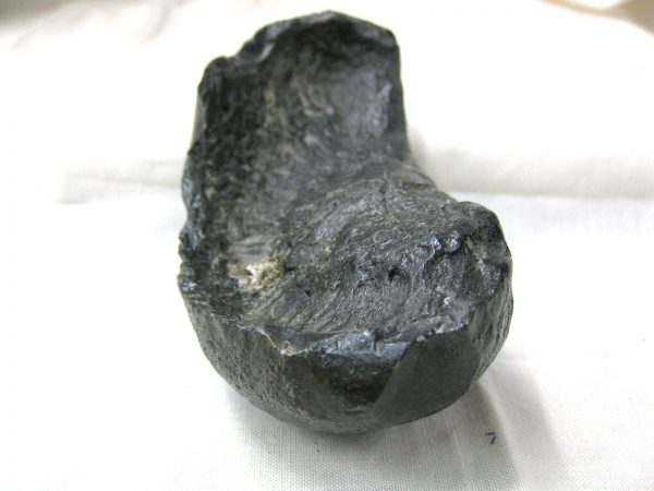 Genuine Miocene Age Whale Ear Bone from South Carolina for Sale #8b