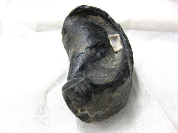 Genuine Miocene Age Whale Ear Bone from South Carolina for Sale #9c