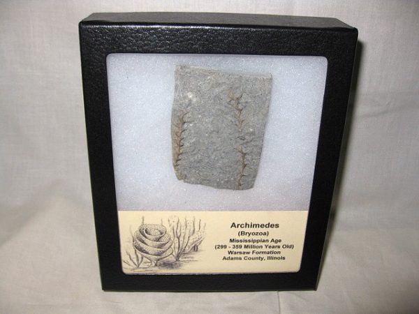 Genuine Mississippian Age Archimedes Bryozoa Fossil for Sale from Illinois #6