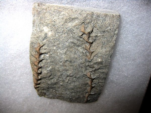 Genuine Mississippian Age Archimedes Bryozoa Fossil for Sale from Illinois #6a