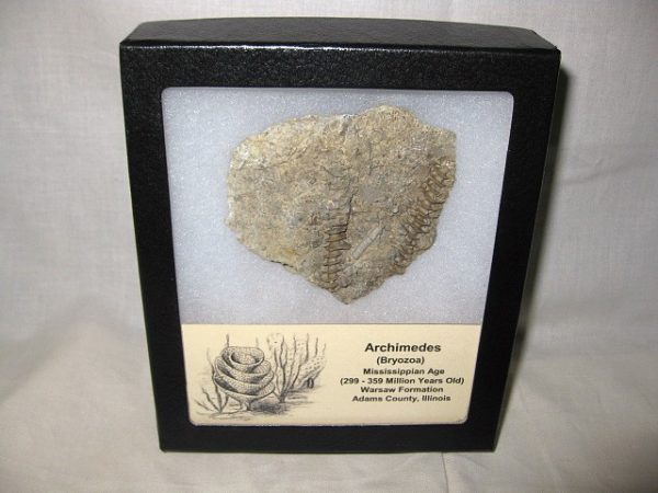 Genuine Mississippian Age Archimedes Bryozoa Fossil for Sale from Illinois #9