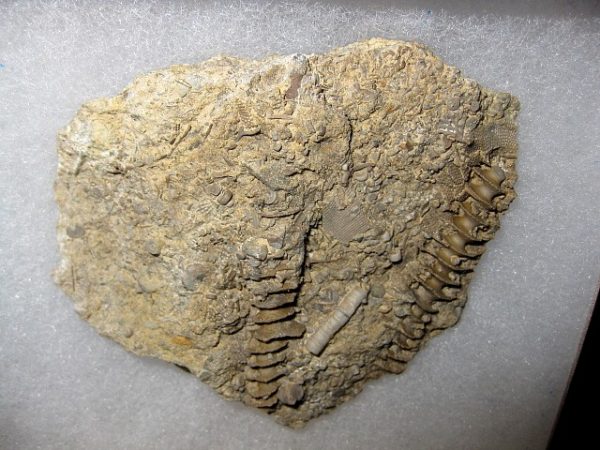 Genuine Mississippian Age Archimedes Bryozoa Fossil for Sale from Illinois #9a