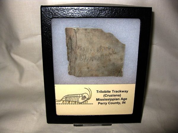 Genuine Mississippian Cruziana Trilobite Trackway #3 for Sale