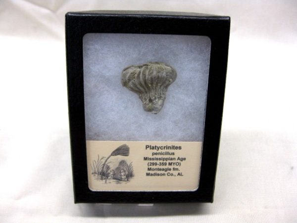 Alabama Platycrinites Crinoid #2