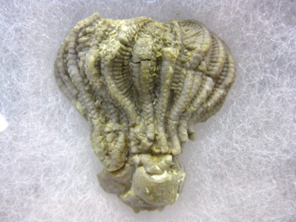 Alabama Platycrinites Crinoid #3 - Image 2