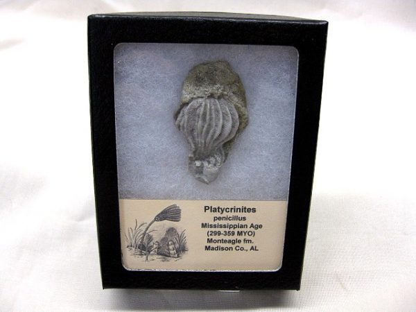 Alabama Platycrinites Crinoid #5